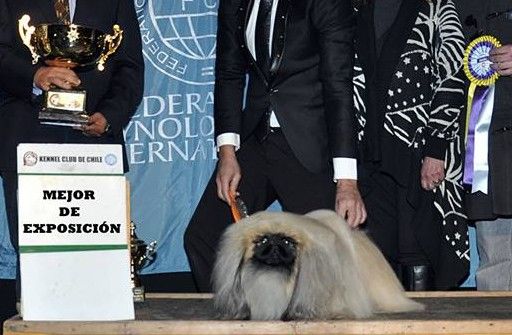 du prieuré aux comtes - JUSTO BEST IN SHOW!!!!