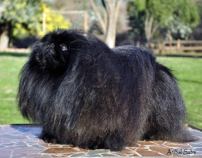 du prieuré aux comtes - LATIN AMERICAN DOG SHOW