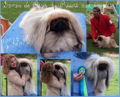 du prieuré aux comtes - JUSTO 4 ieme meilleur chien 2013!!!