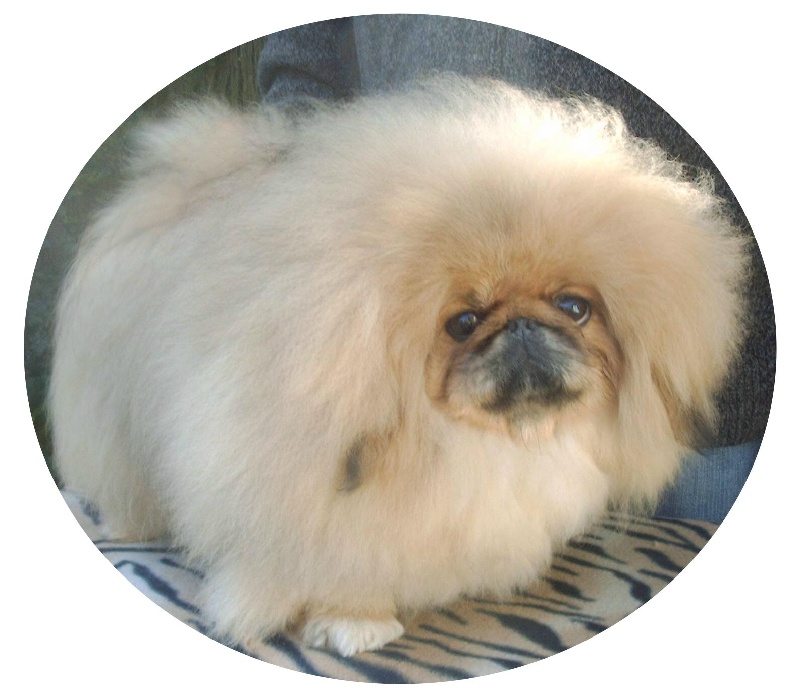 venecija Majestic pearl(import.Serbie)