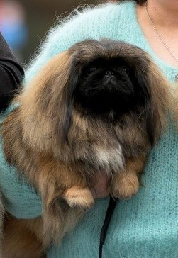 MEILLEUR PEKINOIS EN BELGIQUE