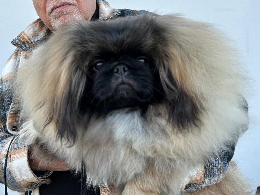 TOP DOG JUNIOR AWARD 2025