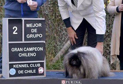 du prieuré aux comtes - NOUVEAU GRAND CHAMPION CHILIEN