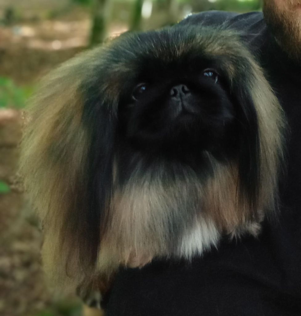 WALLONIA DOG SHOW